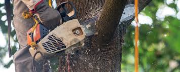 Best Tree Removal  in Francis, UT