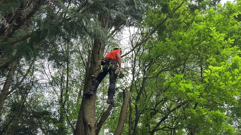 Professional  Tree Services in Francis, UT