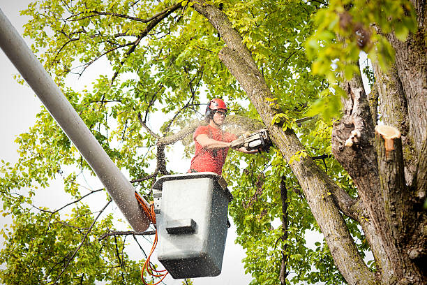 Best Tree Disease Treatment  in Francis, UT